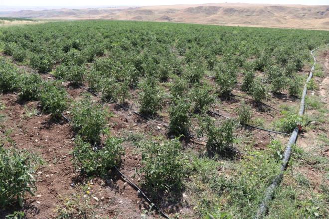 "Su yerine amur akyor"         Batman'n Beiri ilesinin Baheli kynde ifti Eref Tarhan da yzde 50 hibe destei ile yaklak 600 dnm arazisini damla sulama yntemiyle sulamaya baladn syledi.