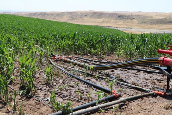 Kimi reticiler GAP kapsamnda yapm tamamlanan sulama kanallar vastasyla bazlar ise atklar kuyulardan temin ettikleri su ile sulama yapyor.