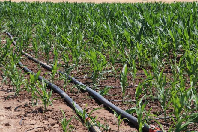 Diyarbakr ve Batman'da tarmsal sulamann fazla olduu dnemlerde Dicle Nehri ile Batman ve Garzan aylarnn rengi kahverengiye brnyor.