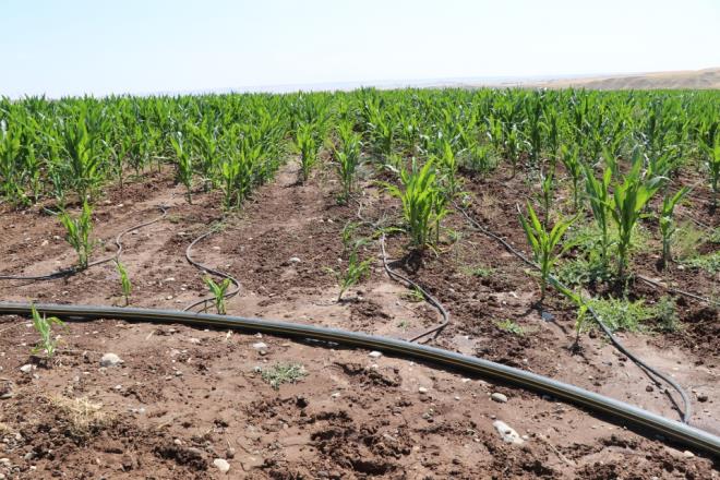 Ar sulama nedeniyle yzeydeki topran nehir, dere ve baraj gllerine tand iin suyun renginin kzla dndn ifade eden Kl, "Geen ay berrak akan Dicle Nehri kzla dnd. Tanan gbre ve ilalar sudaki canllara zarar veriyor. Vahi sulama dolaysyla Dicle Nehri'ndeki onlarca canl eidi yok oldu." eklinde konutu.