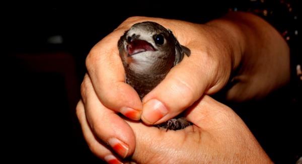 Mula'nn Mentee lesindeki Yrk Obalar Dernei bahesinde yaral Ebabil Kuu bulundu.