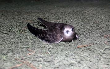 Mula'nn mentee ilesinde yaral halde bulunan Ebabil Kuu, koruma altna alnd.