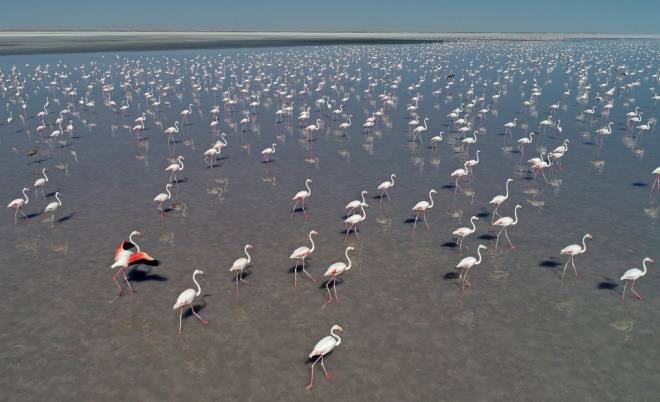 Tuz Gl'nn, flamingolarn Trkiye'de dzenli olarak kullandklar iki nemli koloniden biri olduunu ifade eden Balkz, unlar kaydetti:<br>    "Alan ayn zamanda tm Akdeniz ve Kuzey Afrika leinde de flamingolarn varl iin byk nem tayan bir sulak alanmz.