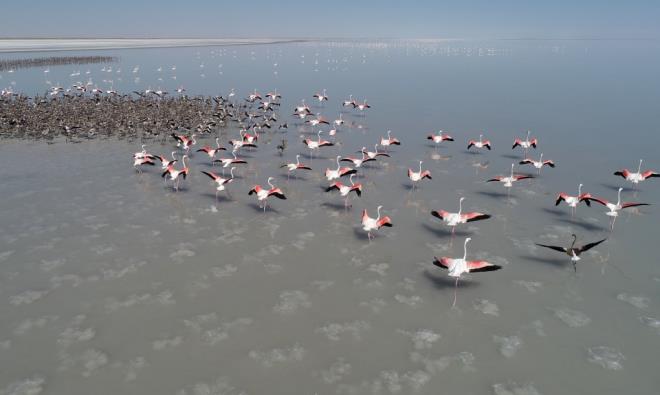 Flamingolar yalarn ok olmas ve gln su seviyesinin ykselmesi halinde koloni kuruyorlar ve kulukaya yatyorlar. Bu yl yalar asndan iyi geti ve binlerce flamingo gzlerini dnyaya Tuz Gl&#8217;nde at." dedi.