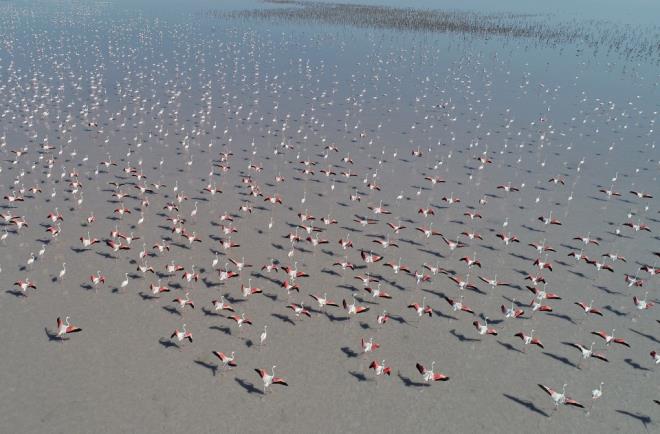 "Tuz Gl insan faaliyetlerinden uzak ve korunakl bir yer"  <br>  Tuz Gl'ndeki flamingolar zerine doktora tez almas bulunan, Doa Koruma Merkezi Biyolojik eitlilik Koruma Program Koordinatr Dr. zge Balkz, AA muhabirine yapt aklamada, flamingolar iin Tuz Gl'nn ok nemli bir yer olduunu bildirdi.