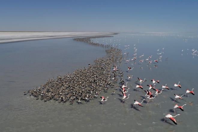 evresinde de flamingolarn beslenebilecei ok sayda gl bulunuyor. Tuz Gl'nn gneyi ve Eskil'in kuzeyinde kalan bu blge, el dememi doasyla flamingolar iin gvenli bir kuluka alan sunuyor."
