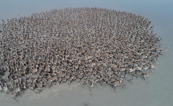 Tuz Gl'nn baraj ve yeralt sularnn tehdidi altnda olduunu anlatan Balkz, Tuz Gl'n besleyen kaynaklarn korunmasnn hem Tuz Gl'nn hem de flamingolarn gelecei iin byk nem tadn bildirdi.