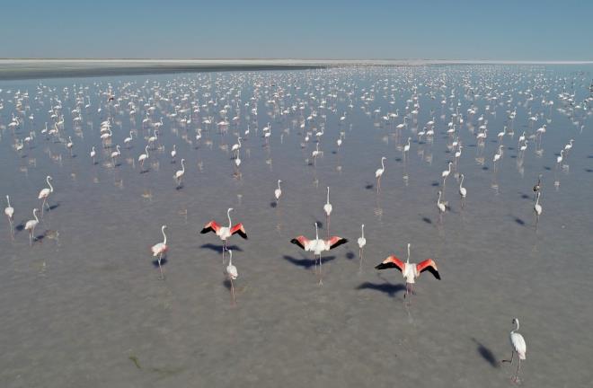 Baz yllar 20 binin zerinde yavru Tuz Gl'nde kolonide yumurtadan kyor. Bu alann bu kadar nemli olmasnn nedeni insan faaliyetlerinden uzak ve korunakl bir yer olmas.