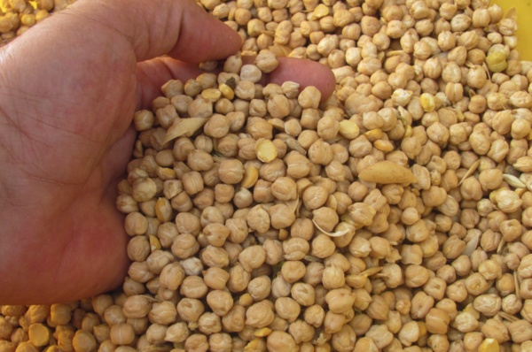 Son olarak yetersiz beslenen 12 ila 18 aylk 68 bebek zerinde eitli besinlerden oluan diyet trlerini deneyen aratrmaclar ilerinde muz, soya, yer fst unu ve nohutun bulunduu diyet trnn kemik bymesi, beyin geliimi ve baklk fonksiyonu ile balantl barsak bakterilerini artrdn tespit etti.