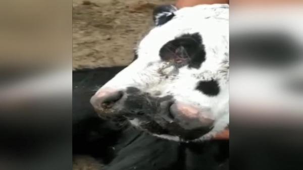 Arjantin&#8217;in Santiago del Estero eyaletindeki Quimili ve Anatuya blgeleri arasnda yer alan Nasalo kynde dnyaya gelen 3 gzl ve 2 azl buzann, sosyal medyada byk ilgi ekti.