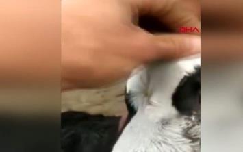 Arjantin&#8217;de bir iftinin sosyal medyada paylat grntlerde, bir buzann 3 gz ve 2 az olduu grld. Grntler sosyal medyada byk ilgi ekti.