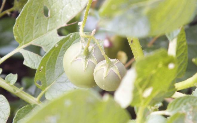 Ramazan Mee unlar syledi: Bahemize eimle birlikte patatesle birlikte birok sebze diktik. Patateslerimiz bymeye balaynca patates yapraklarnda domatesleri grnce ardk.