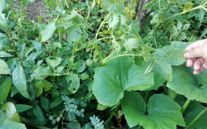 Konuyu kyllerimizden birka kiiye dantmda son zamanlar bu blgede patateslerden domates ktklarn syledi.