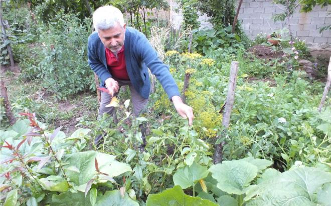 Bilecik'in Kkelmal kynde bahesine patates eken Ramazan Mee, patates yapraklarnda domatesleri grnce aknlk yaad.