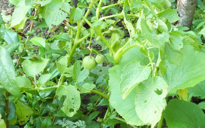 Grdmz manzara karsnda aknlk yaarken, patates yapraklarnda kan sebze yeil, daha olmam bir domatesti.