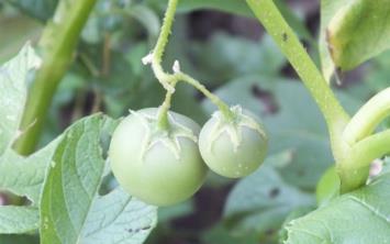 BLECEK'in Pazaryeri ilesine bal Kkelmal ky sakinleri ektikleri patateslerden domates ktn grnce byk aknlk yaad.