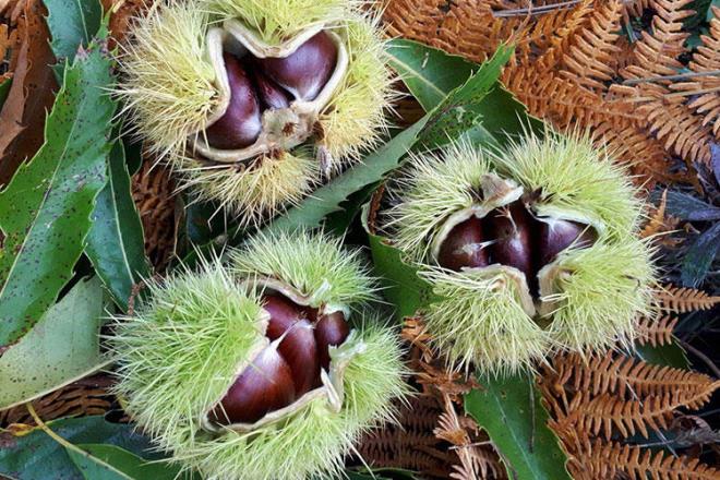 Ktahya'nn Simav ilesiyle zdelemi kestane tr de yakn zamanda corafi iaretli rnler arasna girdi. Ylda 2 ton retilen Simav kestanesi, ile ekonomisine 25 milyon TL katk salyor.