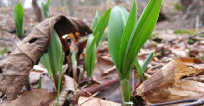KZLER: Doum haritalarnda Merkr etkisi hakimse ykselen kizler ya da 6&#8217;nc evde Merkr ya da kizler burcu yerlemise, en byk avantajlar sindirim sistemlerinin ok iyi almasdr. Bitkisi ay sarmsa.