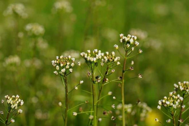 BOA: Doum haritasnda Vens etkisi hakimse ykselen Boa yada 6&#8217;nc evde Boa yerlemise vcuda giren eker ve karbonhidratlar kolay kolay yaklamaz ve direkt yaa dnrler. Bitkisi oban antas.
