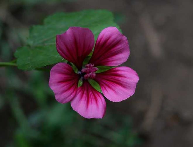 ASLAN: Doum haritalarnda Gne etkileri ar basyorsa kuvvetli Gne alar varsa ykselen Aslan ve 6&#8217;nc evde Aslan burcu varsa hassas olan kalpleri problem karabilir. Bitkisi ebegmeci.