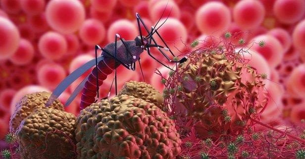 Afrika&#8217;dan kuzeye geen kularn virs bu blgeye tamasyla, bu kular sran sivrisinekler tayc hale geliyor. Trkiye&#8217;de de virs bulatrabilecek ok sayda sivrisinek tr bulunuyor.