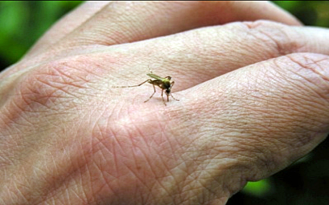 Tedavisi olmayan Bat Nil Virs&#8217;n engellemek iin sivrisineklerden korunmak olduka nemli. pheli durumlarda ise vakay halk sal merkezlerine ynlendirmek gerekiyor.