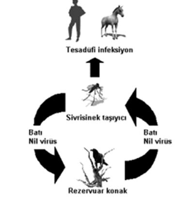 Kularn kannda Bat Nil Virs ok fazla bulunduundan sivrisinekler araclyla insanlara gemesi ok yaygnken, virs insan kannda ok yksek miktarda bulunmuyor. Bu nedenle insandan insana bulama riski ok dk.