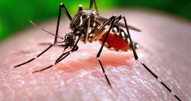 lk kez 1937 ylnda Uganda'da tanmlanan ve o gnden itibaren dnyaya yaylan Bat Nil Virs, kular sran sinekler araclyla insanlara bulayor. Salk Bakanl, temmuz aynda stanbul'un Avclar semtinde, Bat Nil Virs (BNV) enfeksiyonu tayan 4 vakann tespit edildiini duyurdu.