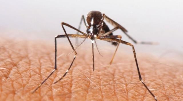 Ancak Bat Nil Virs; kan nakli ile insandan insana geebiliyor. Ayrca anne st araclyla bebee de geebiliyor.