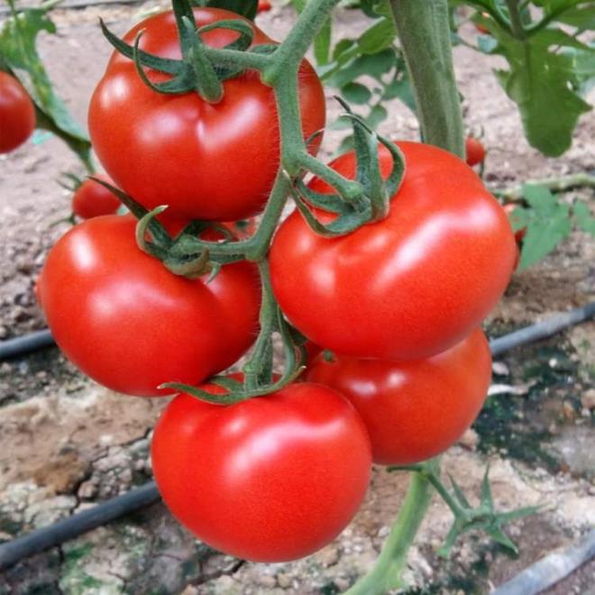 DOMATES    Antioksidan besinler arasnda en gl olan domates ne kadar tketilirse tketilsin vcudun kalori almasna neden olmaz. Ancak ar tketildiinde barsak fonksiyonlarn bozabilir.