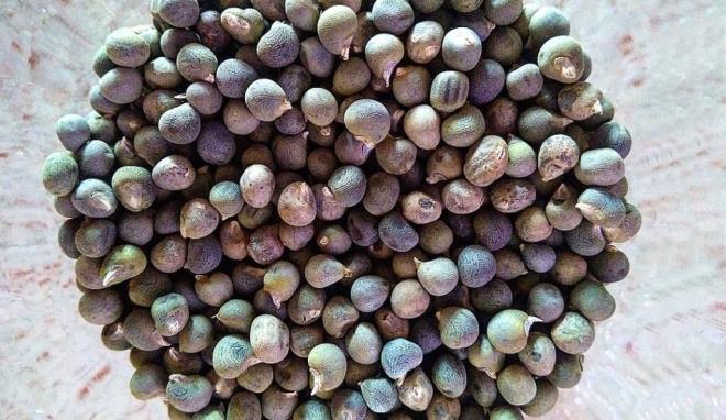 Hemen hemen her mevsim tketilen kendine has lezzeti olan bamyann insan salna faydalar olduunu biliyor muydunuz? Peki bamyann faydalar nelerdir? Hangi hastalklara iyi gelir? Bamya tohumu ne ie yarar? Sizler iin alternatif tpta da ska kullanlan ieriinde yksek miktara lif barndran bamya hakknda merak edilen her eyi haberin detayna ekledik.    Gnlk tketilen 100 gram bamya vcudun ihtiyac olan folik asit miktarnn yzde 20'sini karlar. Bamya lif, demir, magnezyum, kalsiyum minerallerinin yan sra A ve C vitaminleri bakmndan da olduka zengindir. Yaplan aratrmalarda bamyann ieriinde eker oran dk, enerji oran yksek maddelerin de bulunduu ortaya kmtr. Ebegmeci ailesine ait olan bamya lk iklimlerde yetiir. erdii yksek lif sayesinde mide ve sindirim hastalklarna fayda salar. Kzartmas, salatas ve yemei yaplan bamya baz yrelerde kurutularak da tketilebilir. Yaplan aratrmalarda idrar dkmede etkisi olduu ortaya kan bamyann iekleri ezilerek ay yaplr. Akdeniz iklimine ait olan bu sebze Japonya ve Hindistan'da sklkla tketilir. lkemizde Ege ve Marmara'da yetitiricilii yaplan bamya kltrel bir sebzedir. Uzmanlar yaz aylarnda haftada bir kez tketilmesini tavsiye ediyor. Zengin mineralleri bakmndan hem vcudun sv orann artryor hem de vcut iin gerekli olan vitamin ve mineralleri salyor. Bu yzden haftada en az 3 gn tketilmesi gereken nemli besinler arasnda yer alyor.