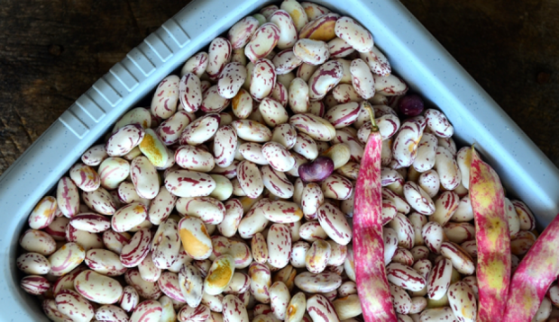 - Vitamin deposu olan barbunya kemik geliime katk salar. zellikle ileri yalarda ortaya kan kemik hastalklarnn riskini azaltr. Genetik ya da sonradan grlen romatizmaya da iyi gelir.     - Gl antioksidan zellii sadece enerji salamaz ayn zamanda bbreklerde oluan kum ve ta oluumunu nler. Olumu olan kum tan ise ksa srede arsz bir ekilde vcuttan atmaya yardmc olur.     - Yksek lif sayesinde erken doygunluk hissi verir. Ayrca kalorisi dk olduundan zayflamak isteyenlerin diyet listelerinin ilk sralarnda yer alr.     - Yalanmay geciktirmenin yan sra cilt iinde ideal bir besindir. Hem tketilerek hem de maskeleri yaplarak kullanlan barbunya dermis tabakasnn przszlemesini salar.