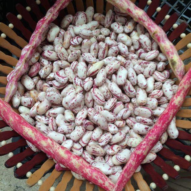 -  Beyin sal iin vcudun gnlk en az yzde 70 B1 vitaminine ihtiyac var. Bu vitamin beyinin konsantre gcn artrarak hafzay glendirir. Bu bakmdan hamilelik ve ergenlik dnemlerinde tketilmesi tavsiye edilen besinlerin ilk srasnda yer alr.    - Barbunya hem protein hem de demir bakmndan zengin olduundan et yemeyenler iin ideal bir besin kaynadr. Doumu yaklaan veya adet dnemindeki kadnlarn da tketmesi tavsiye edilir.