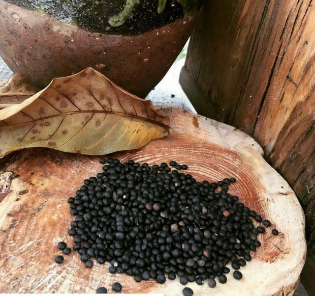 - Gl esansiyel aminositler barndran siyah mercimek dier tahl besinleri gibi metiyonin maddesi bakmndan zayf kalr bu yzden patatesle tketilmesi tavsiye edilir.     - Kt kolesterol seviyesini drerek kalp ve damar hastalklarnn yaanma riskini azaltr. Ayn zamanda kan ekerini dzenleyerek diyabet hastalnn da nne geer.