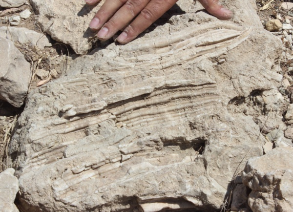 - "Daha sonra inceledik, gerekli yerlere haber verdik. Bunlarn fosil olabilecei ngrs ile gerekli yerlere haber verdik ve incelendi. Bu fosillerin milyonlarca yllara varan bir gemii olduunu renince heyecanlandk."