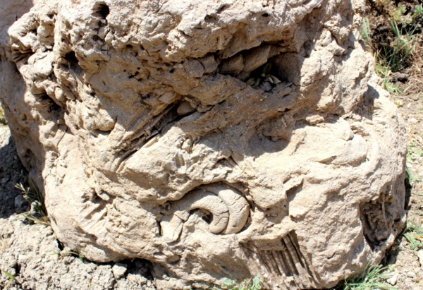 Yaplan incelemelerin ardndan hem 55 milyon yllk hem de 155 milyon yllk deniz canllar fosillerinin ayn lokasyonda yer almas ve bu kadar geni alan kaplamasnn dnyada tek olabilecei dnlyor. Yaplacak olan daha derin bir aratrmada bu blgedeki fosil eitliliinin artaca tahmin ediliyor.