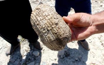 ADIYAMAN'a Tut ilesine yaz tatili iin gelen bir grubun ans eseri fark ettii talar milyonlarca deniz canls fosiline ait kt. Bulunan fosillerin 55 ile 155 milyon yllk olduklar tespit edildi.