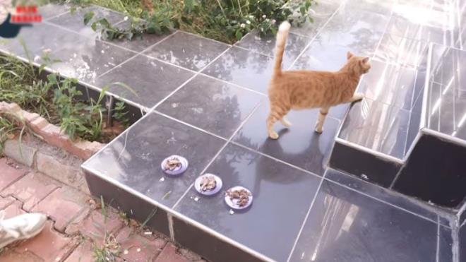 Deneyin sonunda  dnerciden alnan et dnerler, zerlerine iletmelerin isimleri yazlarak braklyor. Her birini koklayan kedi, hibirini yemeden oradan ayrlyor.