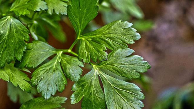 Maydanoz, bbreklerde oluan vcuttaki fazla svy atmanza yardmc olur. Bu nedenle sabahlar srekli olarak morarm, imi ve gz alt torbalar ile uyanrsanz mutlaka dzenli olarak maydanoz tketmeyi ihmal etmeyin.