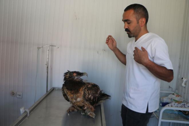 Ciddi bir krlma meydana geldi: Kaan, "Sakall akbabann ayanda ciddi bir krlma meydana gelmi.&#8221; diyerek u ifadelere yer verdi: