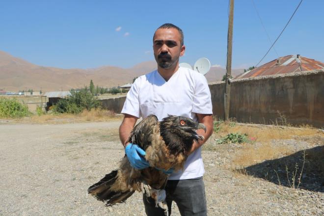 Doann ps deniyor: Trkiye&#8217;de yaklak 400 ile 500 ift arasnda olduu dnlyor. Nadiren canl hayvanlarla besleniyor. Doann ps olarak tannyor. Tamamen kemiklerle besleniyor. Akbabann yaklak 10 ile 12 kilo arlnda olduu biliniyor.