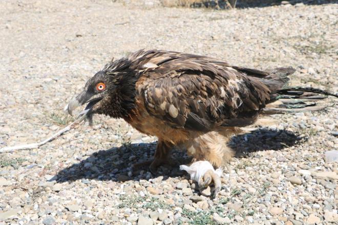 Baca kopmak zere: u an ok kt bir durumda ve baca kopmak zere. Biz n tedavisini yaptk. Yarasn temizledik. Van Doa Kuruma Milli Parklar Mdrl'ne gndereceiz. Bu sakall akbaba Trkiye&#8217;de ok nadir grnen 4 trden bir tanesi olarak biliniyor.