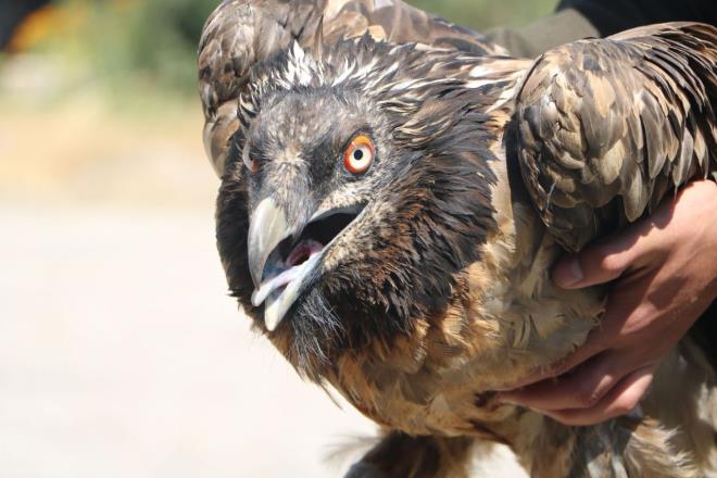 Atmacagiller familyasndan Gypaetus cinsine ait tek tr olan sakall akbabaya, Hakkari'nin Yksekova ilesinde rastland. Trkiye&#8217;de yaklak 400 ile 500 ift arasnda olduu tahmin edilen akbabann yaral olduu saptand.