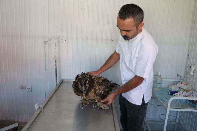 Cilo Da eteklerinde hayvanlarn otlatan bir oban tarafndan yaral halde bulunan sakall akbaba veterinere gnderildi. Belediye kliniine gtrlen sakall akbaba buradaki tedavisinin ardndan Van Doa Kuruma ve Milli Parklar Mdrl'ne teslim edilecek.