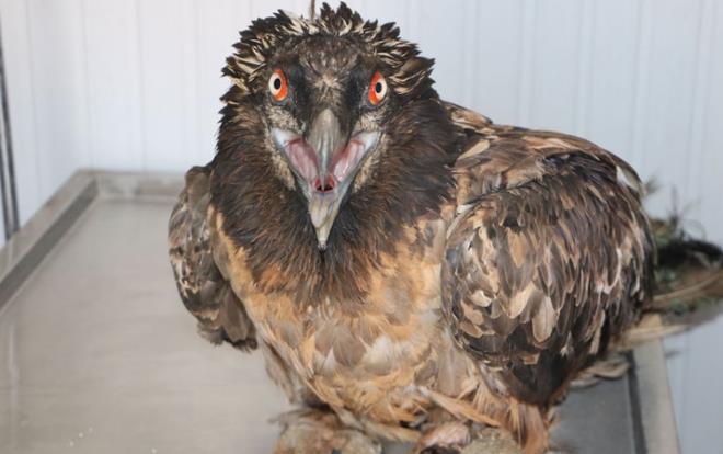 Trkiye'de yaayan en nadir akbaba trlerinden olan sakall akbaba, Hakkari'nin 4.135 metre rakml Cilo Da eteklerinde bir oban tarafndan yaral halde bulundu.