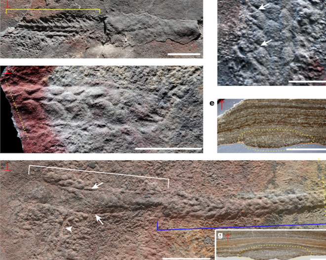 10 cm uzunluunda: Bu son kefedilen izleri brakan hayvan, krkayak gibi grnyordu ve yaklak 6 milimetre geniliinde, 10 santimetre uzunluundayd. amurlu bir okyanus tabanna srnm ve yol boyunca dinlenmiti; ardnda yaklak 60 santimetre uzunlukta bir iz brakmt.