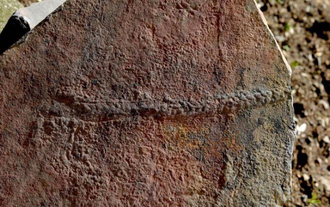 N'de 2018 ylnda bulunan ve Ediakara dneminden kalan bcek benzeri bir canlya ait ayak izlerinin yaknlarnda yeni fosiller bulundu. Bulunanlar, imdiye kadar grlm en eski hayvan izleriydi.