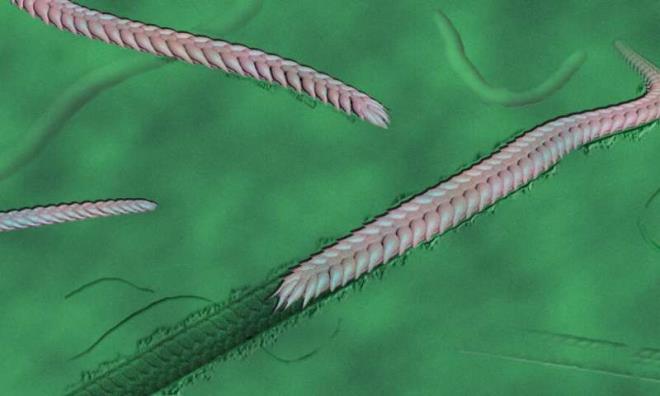 Bir eyden kayor olabilirmi: Bulgu ayn zamanda hayvanlar arasnda karar verme yetisinin ne olabileceinin de ilk rneine iaret ediyor. Canlnn bir eyden kamaya ya da bir eye yaklamaya altn gsteren iz, hayvann kompleks bir merkezi sinir sistemi olabilecei fikrini uyandryor.