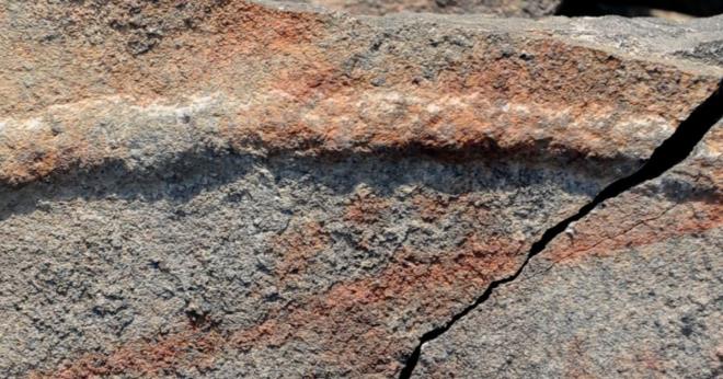 Aratrmaclar canlnn 50 ya da daha fazla vcut blmnden, srt, karn, ba ve kuyruktan olutuunu belirtiyor.