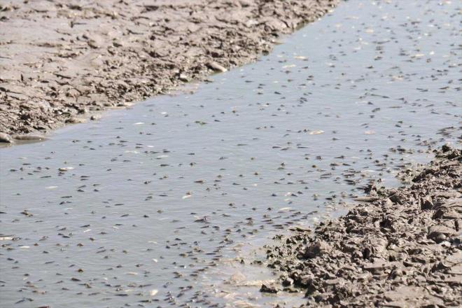 Sulama Kooperatifi Bakan Ltf Gk de balk lmlerinin hzla arttn ifade etti.